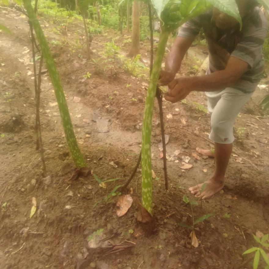 Warga selo timur kembali budidayakan  tanaman Porang